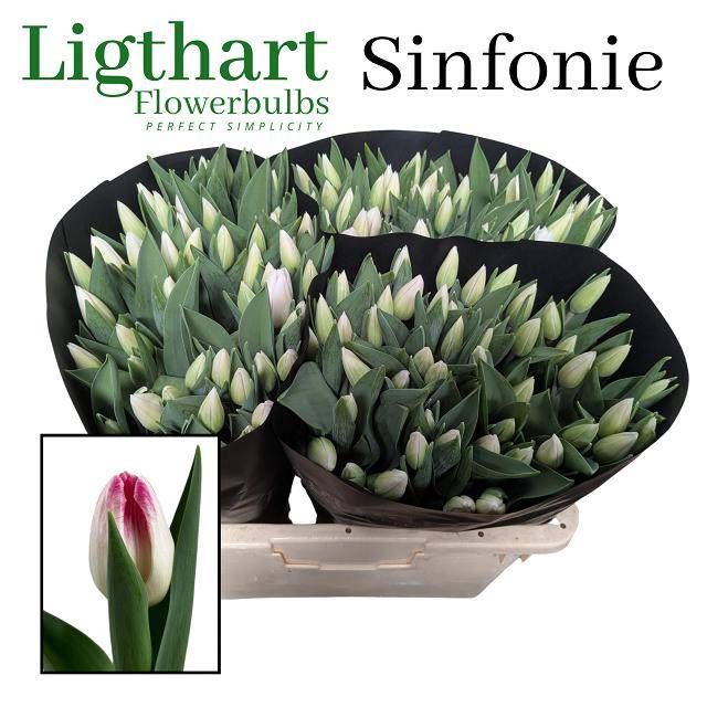 <h4>TU EN SINFONIE</h4>