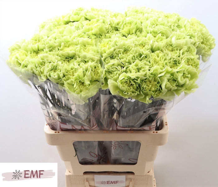 <h4>DI ST CELTIC GREEN</h4>