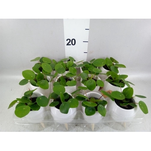 Pilea peperomioides