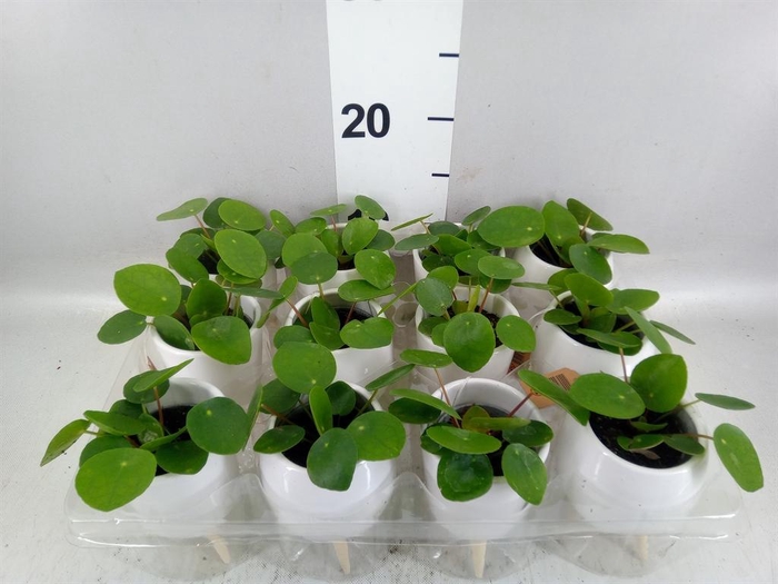 <h4>Pilea peperomioides</h4>