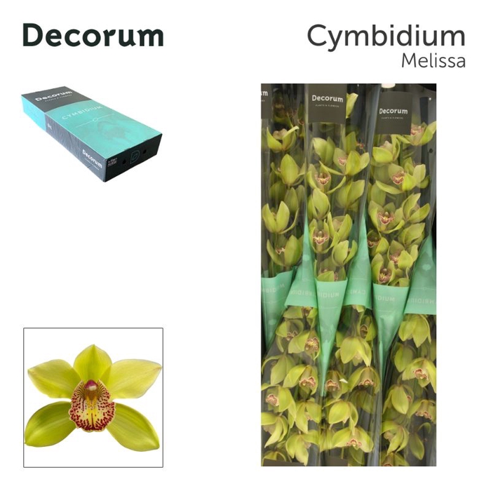<h4>Cymbidium Melissa</h4>