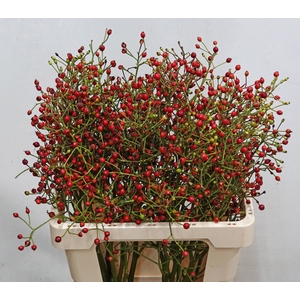 ROSA F AUTUMN FLUSH