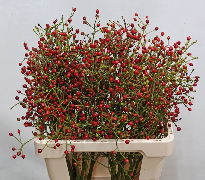 <h4>ROSA F AUTUMN FLUSH</h4>