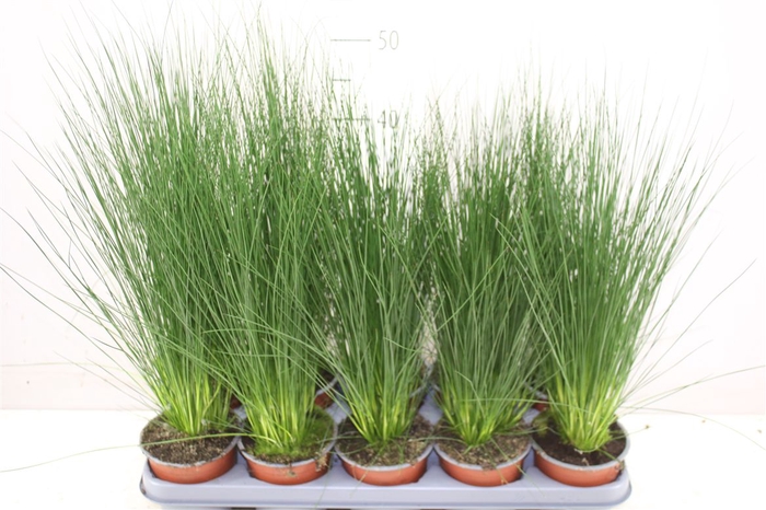 <h4>Juncus Pencil Grass</h4>