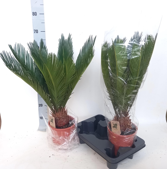 <h4>CYCAS REVOLUTA</h4>