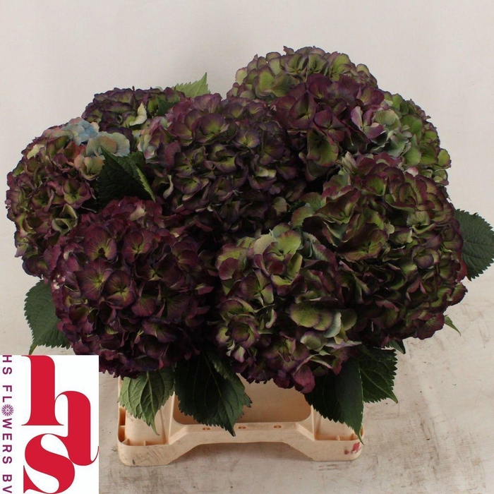 <h4>Hydrangea elbtal classic</h4>