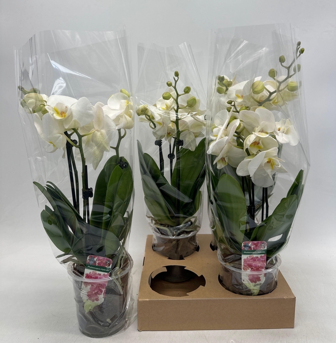 <h4>PHAL OV WIT</h4>