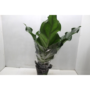 ANTHURIUM PLOWMANII P19
