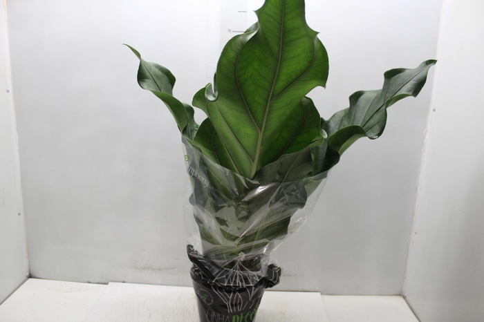 <h4>ANTHURIUM PLOWMANII P19</h4>