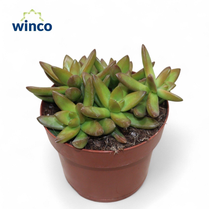 <h4>Sedum Neusbaumiama</h4>