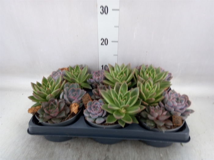 <h4>Echeveria   ...mix</h4>