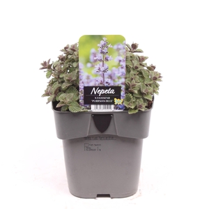 Nepeta faassenii 'Purssian Blue'