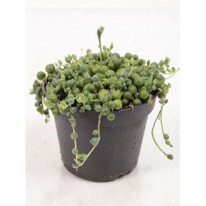 Senecio Rowleyanus