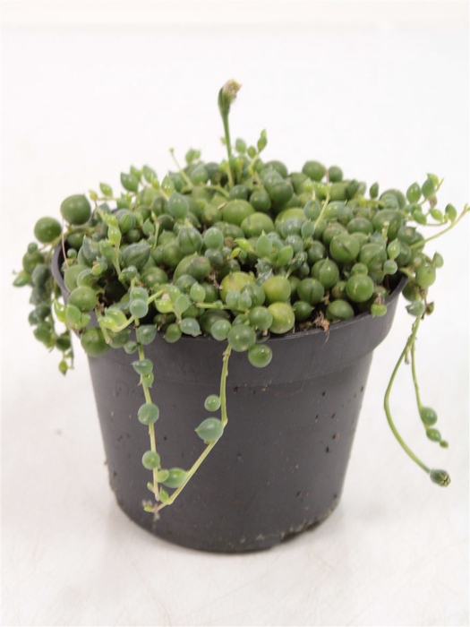 <h4>Senecio Rowleyanus</h4>