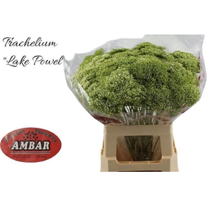Trachelium White Lake Powel Ambar Uzi