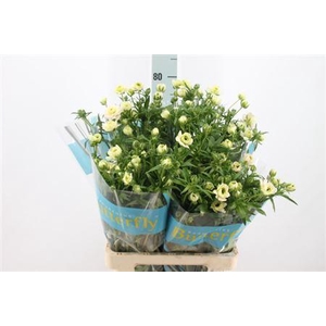 Ranunculus Butterfly Ariadne