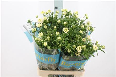 <h4>Ranunculus Butterfly Ariadne</h4>