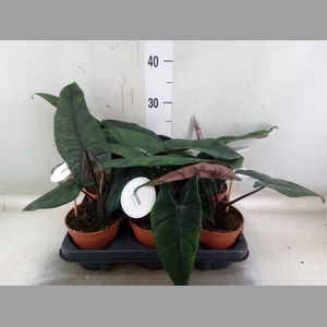 Alocasia   ...