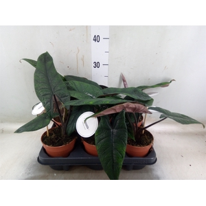 Alocasia   ...