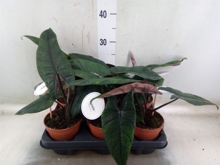 <h4>Alocasia   ...</h4>