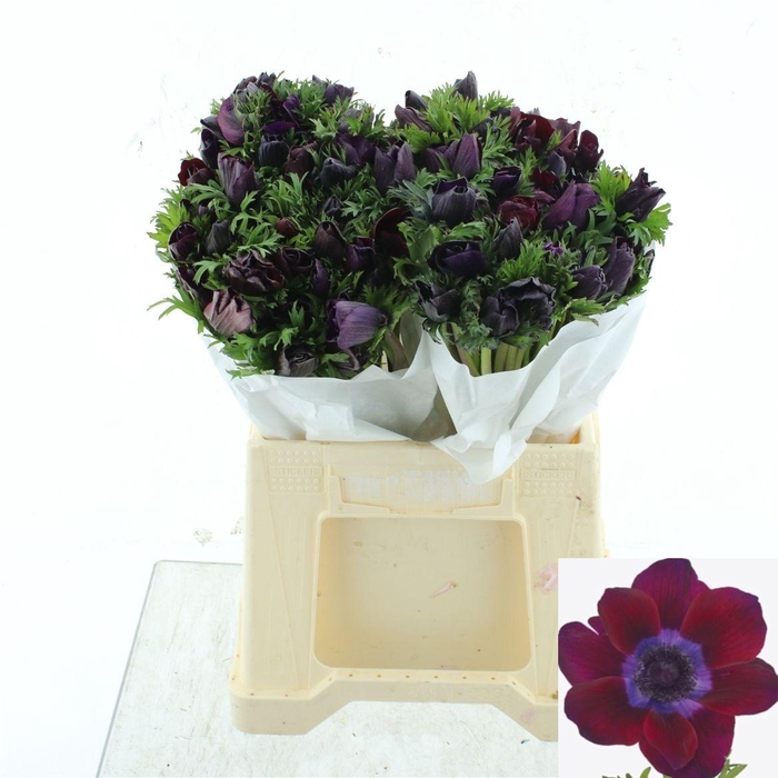 <h4>ANEM CO MIS BORDEAUX</h4>