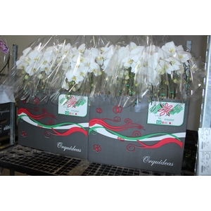 PHALAENOPSIS CASCATA P15 BRANCO 2 HT