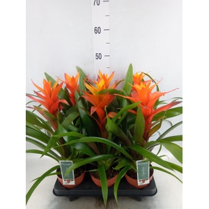 Guzmania  'Variada'