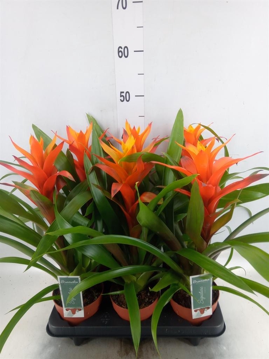 <h4>Guzmania 'Variada'</h4>