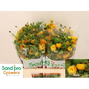 RAN CO MAG MARMALADE