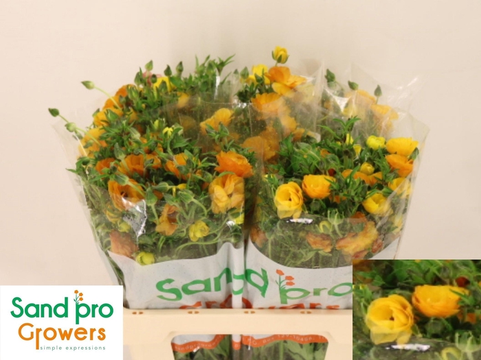 <h4>RAN CO MAG MARMALADE</h4>