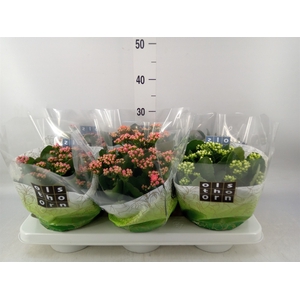 Kalanchoe blos.   ..rosebud mix  4