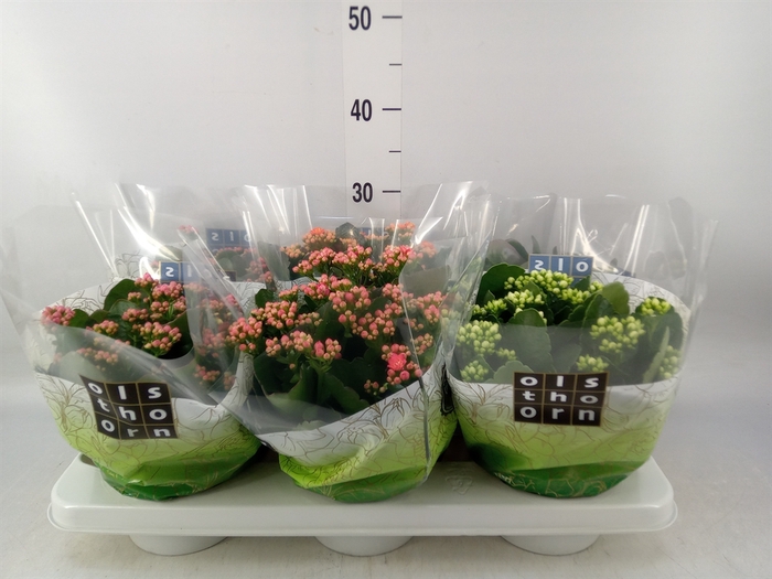 <h4>Kalanchoe blos.   ..rosebud mix  4</h4>