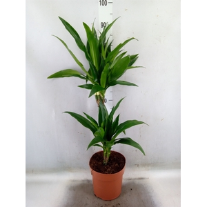 Dracaena frag. 'Janet Craig'