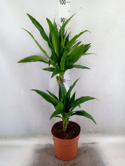 <h4>Dracaena frag. 'Janet Craig'</h4>