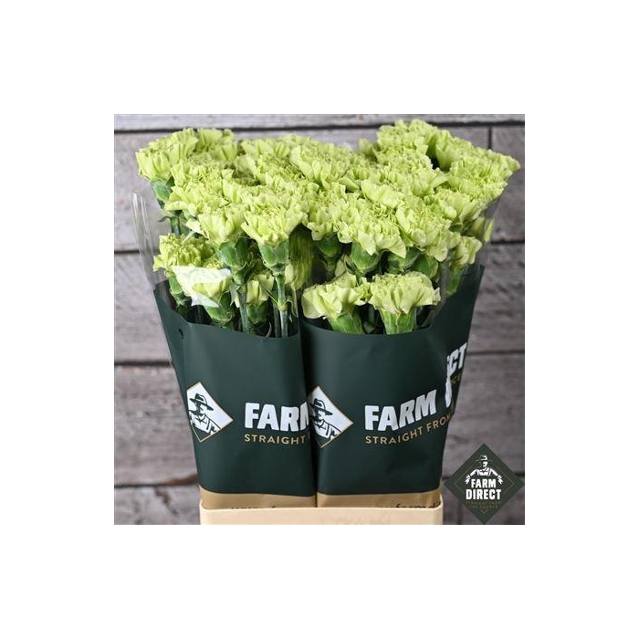 <h4>Di St Green Marty</h4>