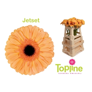 Gerbera Jetset