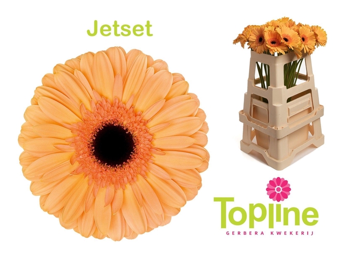 <h4>Gerbera Jetset</h4>