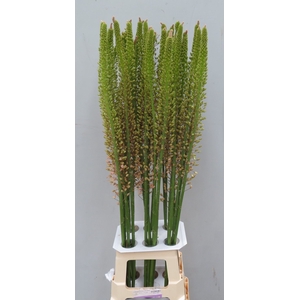 EREMURUS ROMANCE