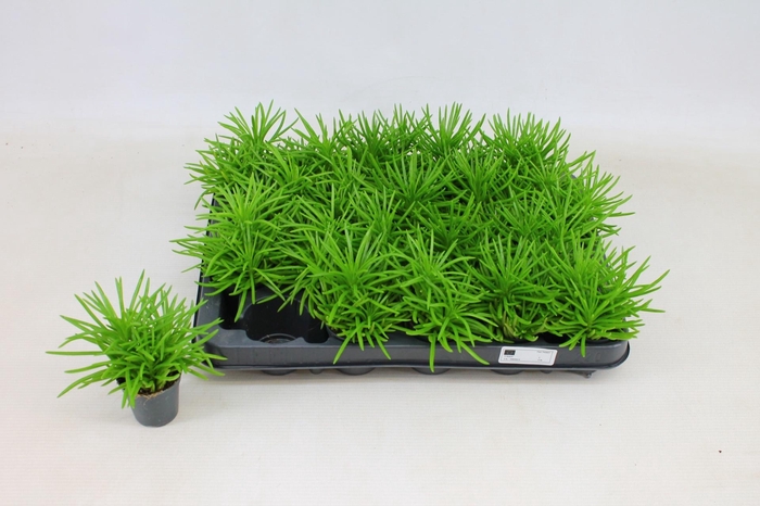 <h4>SENEC ARCH HIMALAYA</h4>