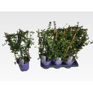 CEAN TH REPENS