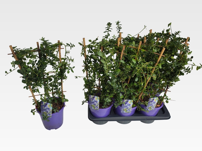 <h4>CEAN TH REPENS</h4>