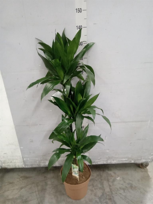 <h4>Dracaena frag. 'Janet Craig'</h4>