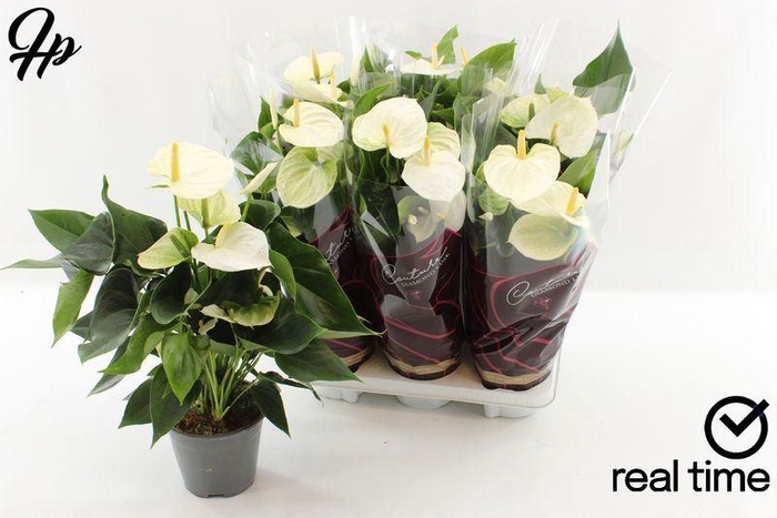 <h4>ANTHU AN COCOS</h4>