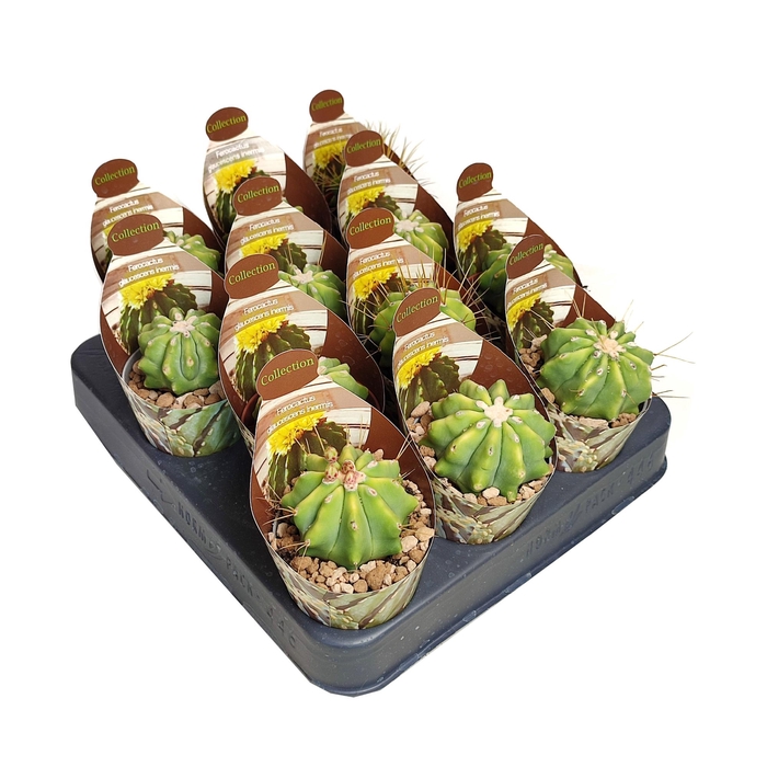 <h4>Ferocactus Glaucescens Inermis Potcover</h4>