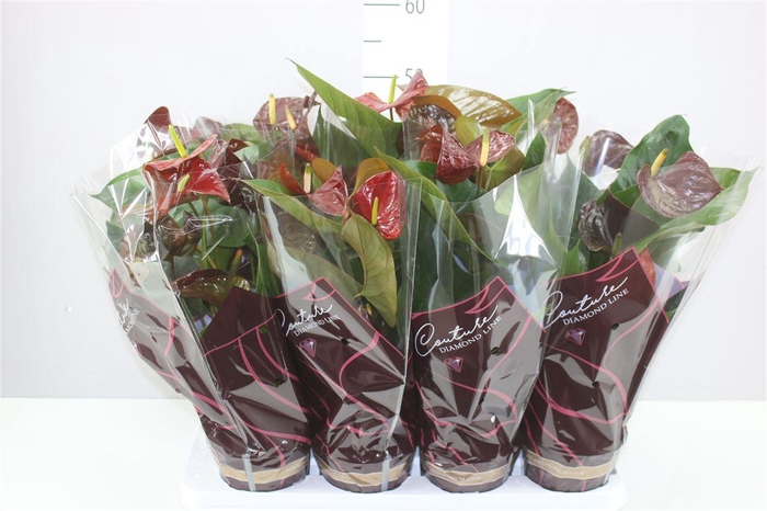 <h4>Anth An Tranquillo A2</h4>