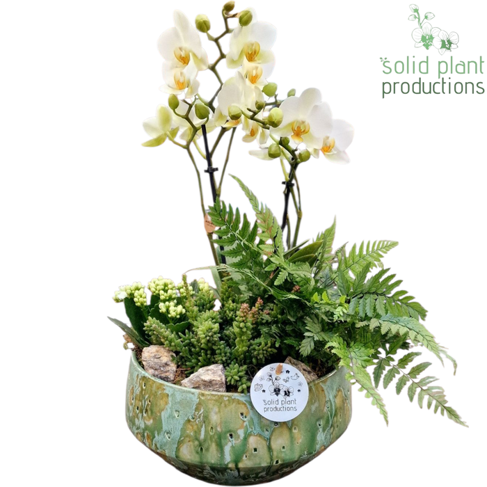 <h4>PH091 Sophia Small Green Phalaenopsis</h4>