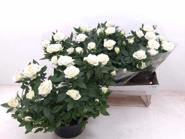 <h4>RO FAV RO WHITE</h4>