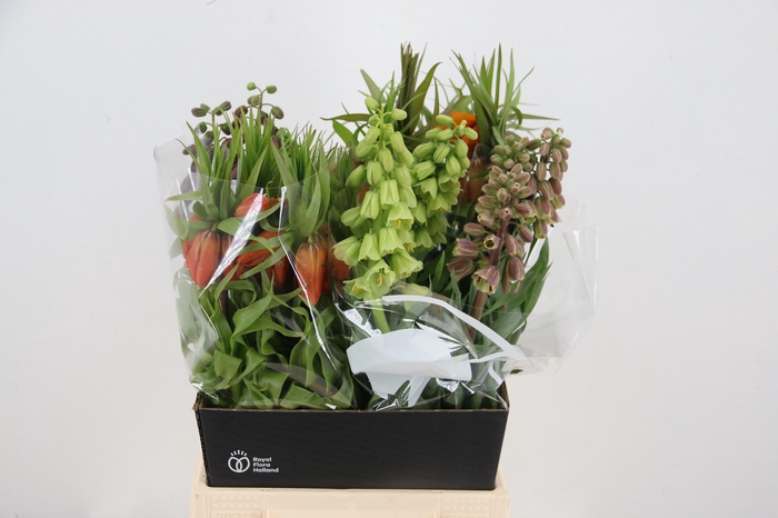 <h4>FRIT IMPERIALIS MIX 050CM</h4>