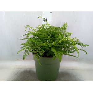 Asplenium parvati