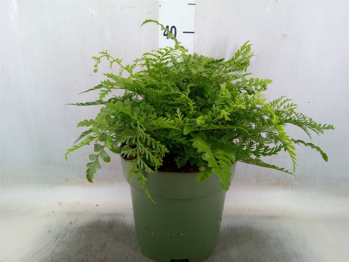<h4>Asplenium parvati</h4>